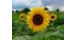 Sunflower Harvesting Pages